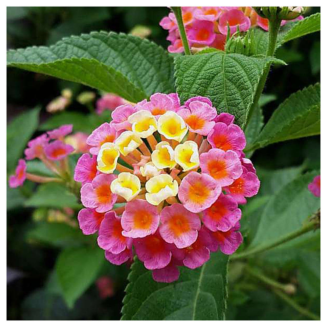 Heirloom Non-GMO Green Lantana Plant Seeds for Butterfly-Friendly Garden Planting | Neera Seeds product photo [neera-v4-2e9221e7dbd4958898c3]