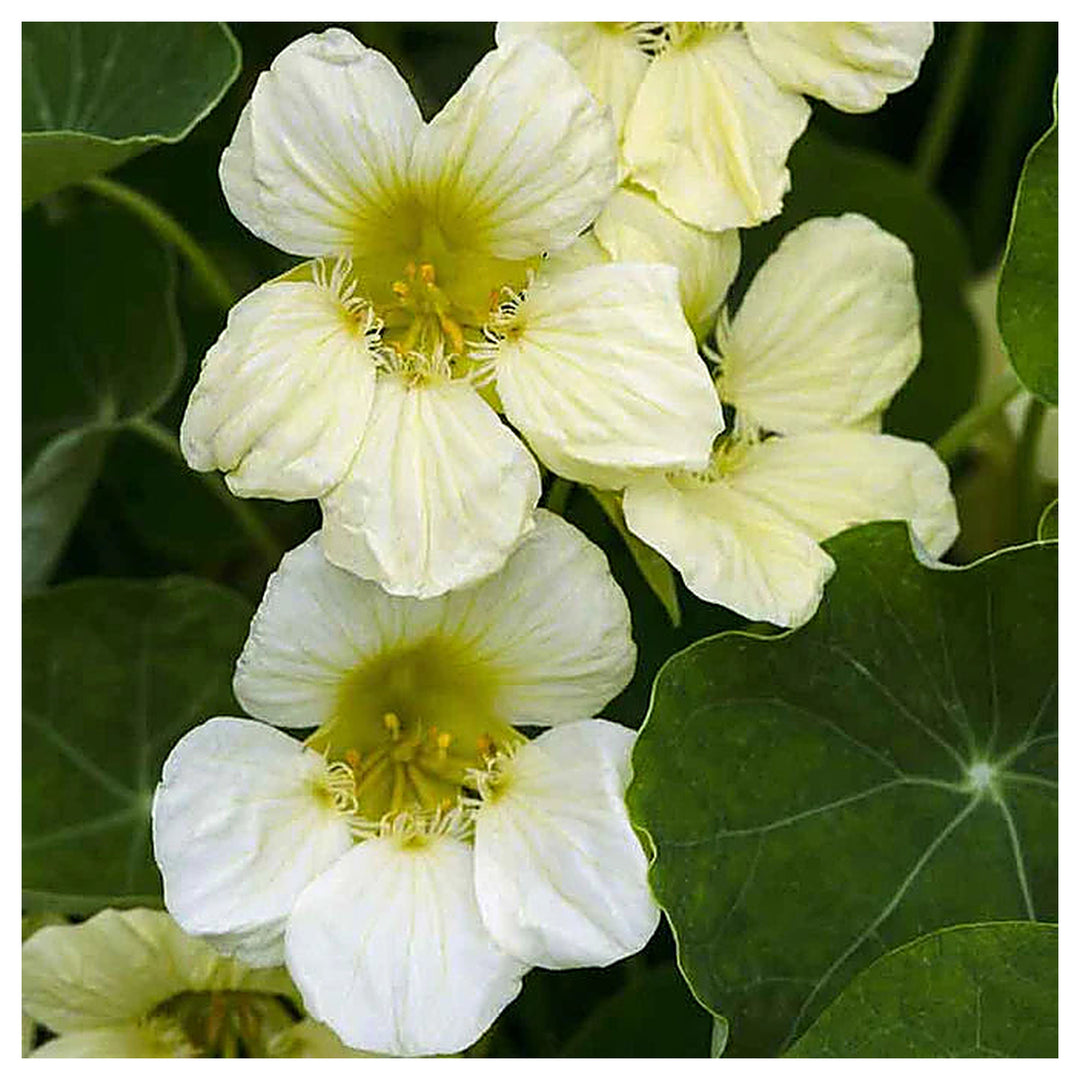 White Tropaeolum Majus Flower Seeds for Planting – Heirloom, Non-GMO, High Germination Organic Garden Seeds | Neera Seeds product photo [neera-v4-2e93f9f7ae8dbceab2be]