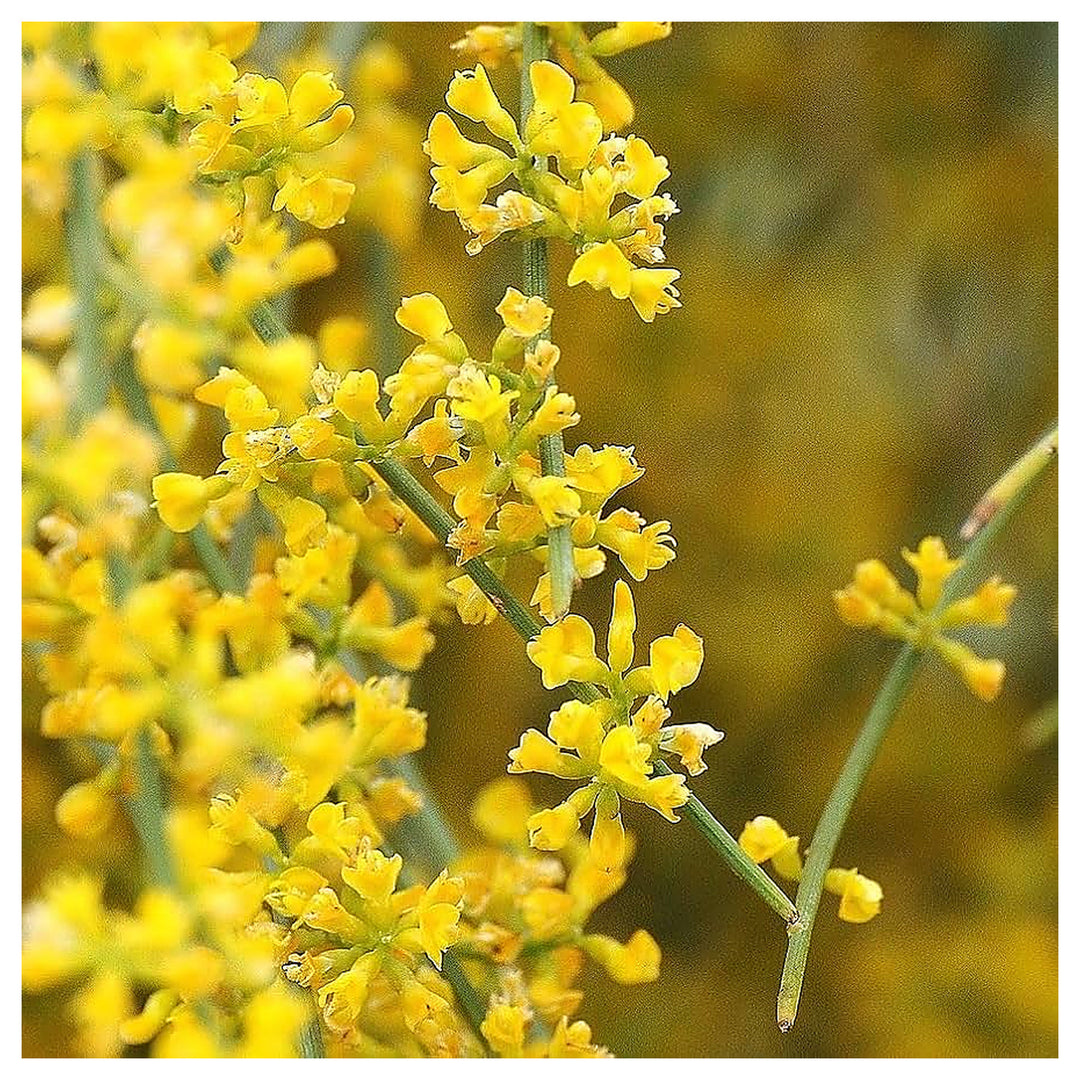 Retama Sphaerocarpa Flower Seeds – Heirloom Non-GMO Yellow Broom Blooms for Drought-Tolerant Garden Planting | Neera Seeds product photo [neera-v4-2e962c718bc42933ca64]
