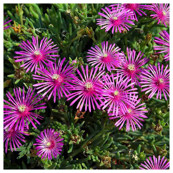 Pink Delosperma Flower Seeds for Planting – Hardy Ice Plant, Drought-Tolerant Ground Cover | Neera Seeds product photo [neera-v4-2ea0d680b531a5e1ed8b]