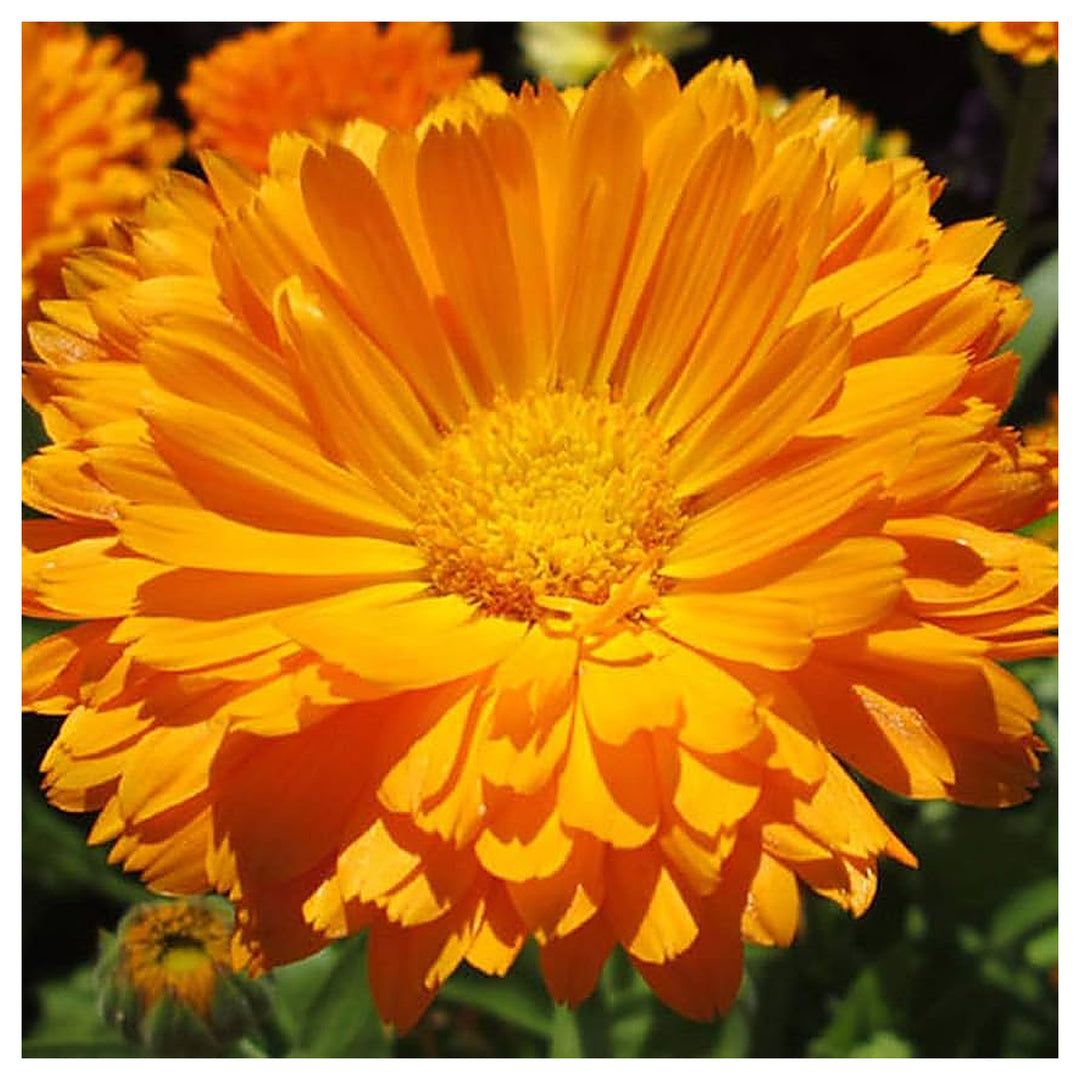 Orange Calendula Officinalis King Planting Pot Marigold Flower Seeds Home Garden Planting, | Neera Seeds product photo [neera-v4-2ea420cf7fbcd4d4408f]