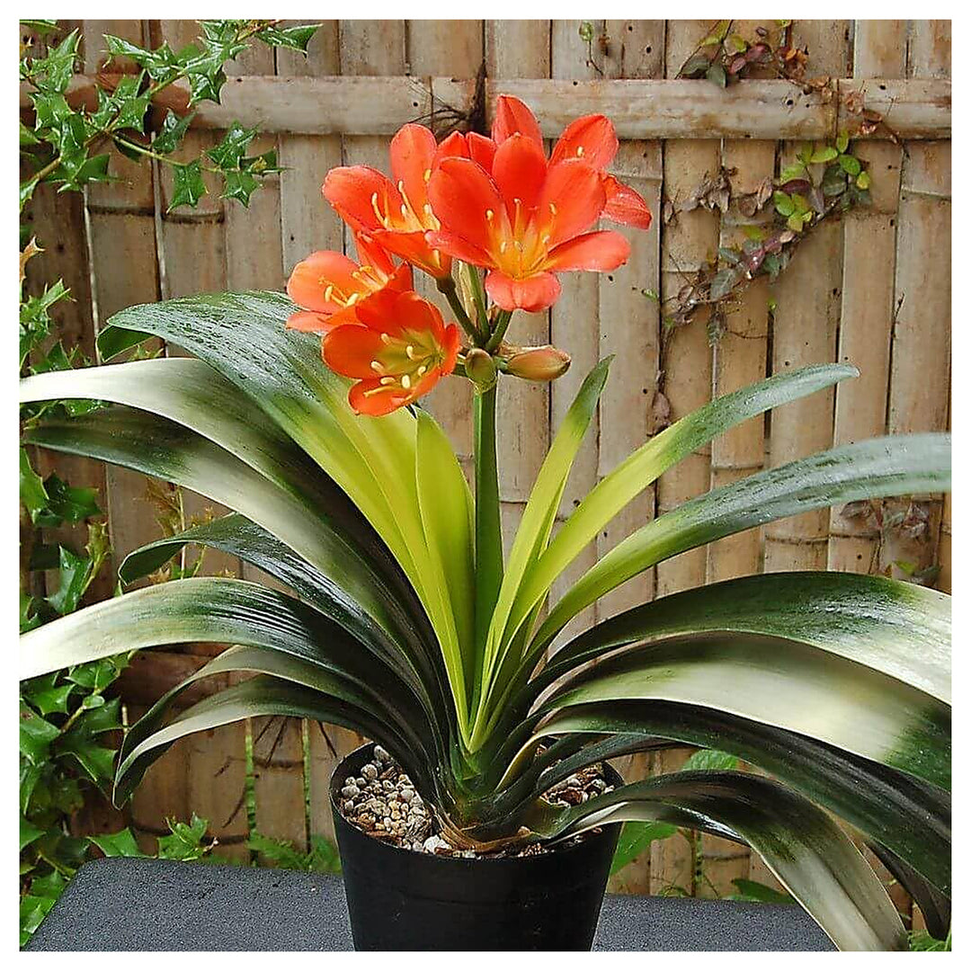 Orange Orange Clivia Flower Fresh Planting Clivia Flowers Flower Seeds Home Garden | Neera Seeds product photo [neera-v4-2ea4beca52c89264bc7c]