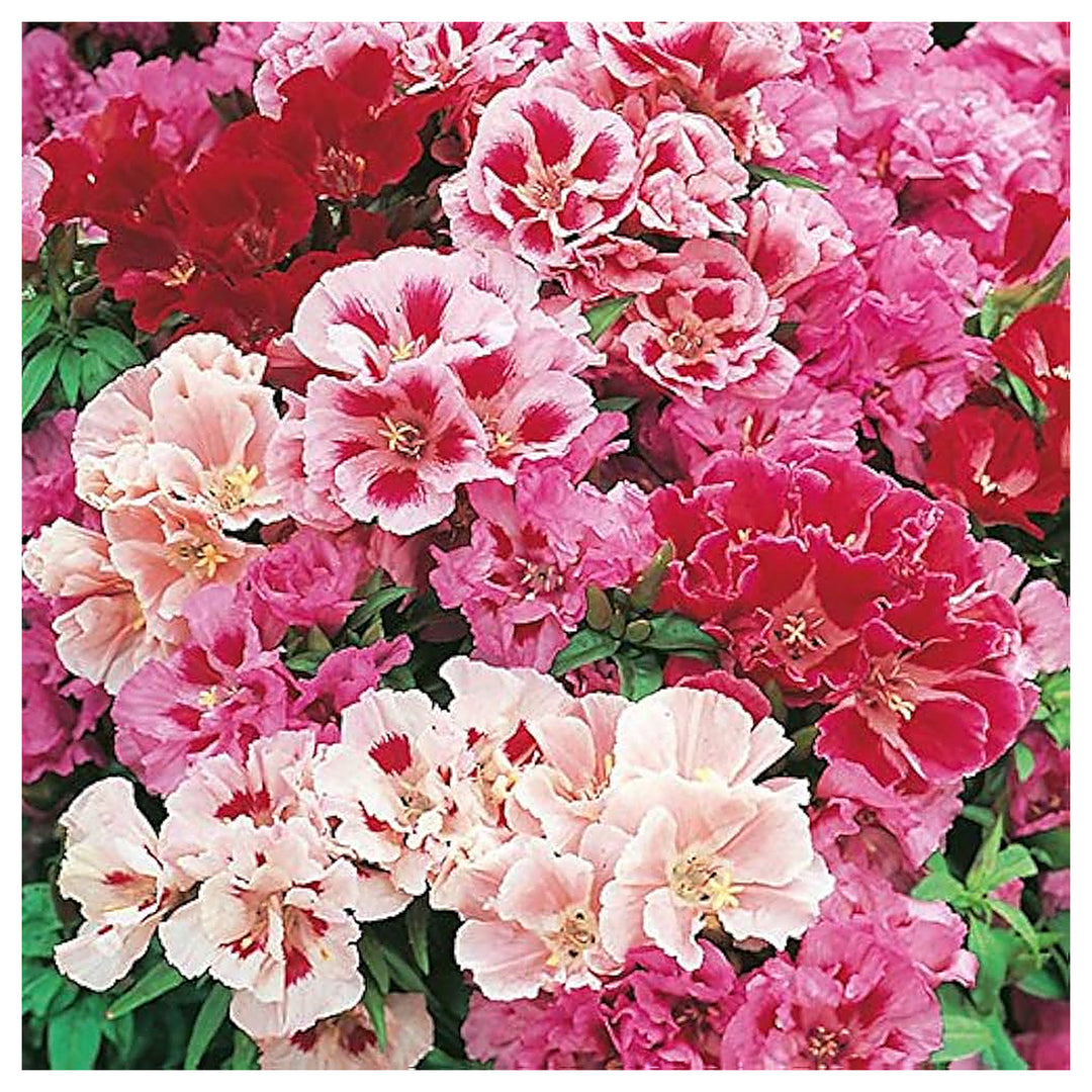 Mixed Godetia Flower Seeds for Planting – Vibrant Annual Blooms for Home &amp; Garden | Neera Seeds product photo [neera-v4-2ea66e3f433933445149]