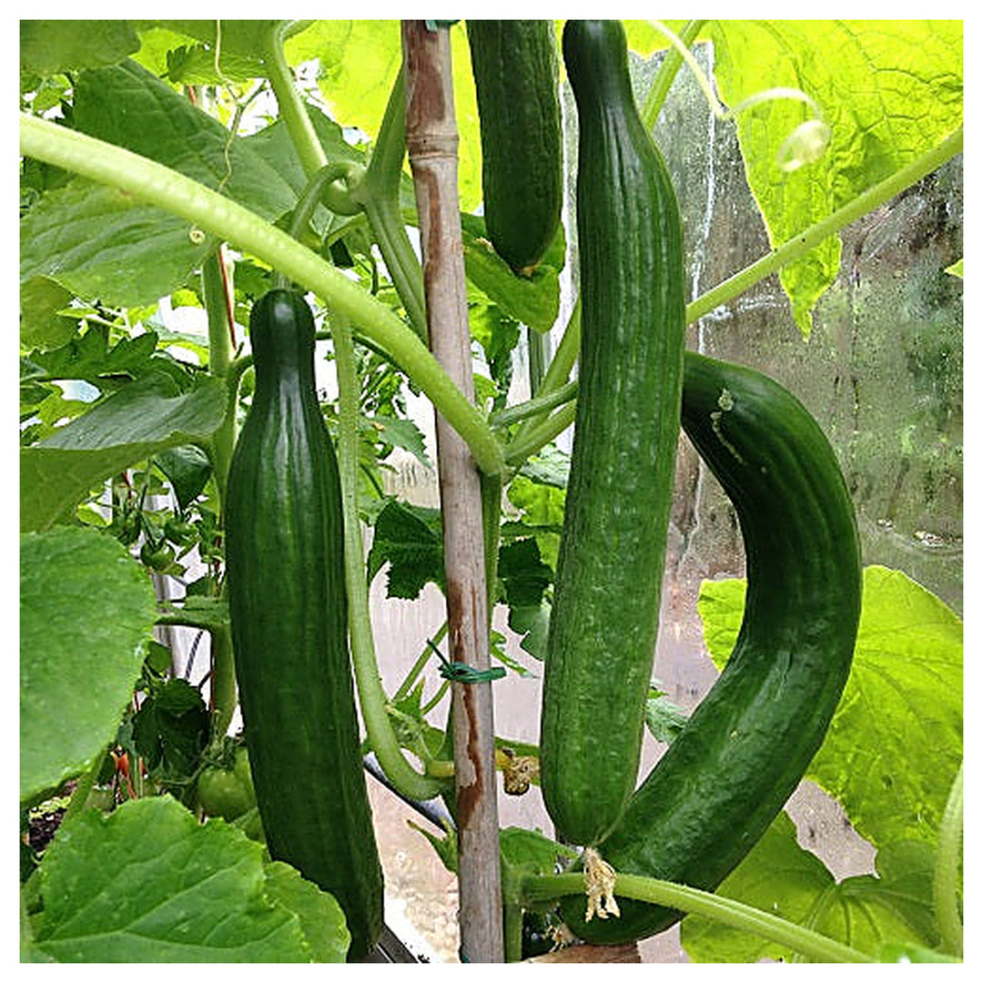 Heirloom Organic Cucumber Snake Greenhouse Louisa F1 Seeds for Planting – Non-GMO, High Germination Garden Seeds | Neera Seeds product photo [neera-v4-2ed695f7fd22e0599f3f]