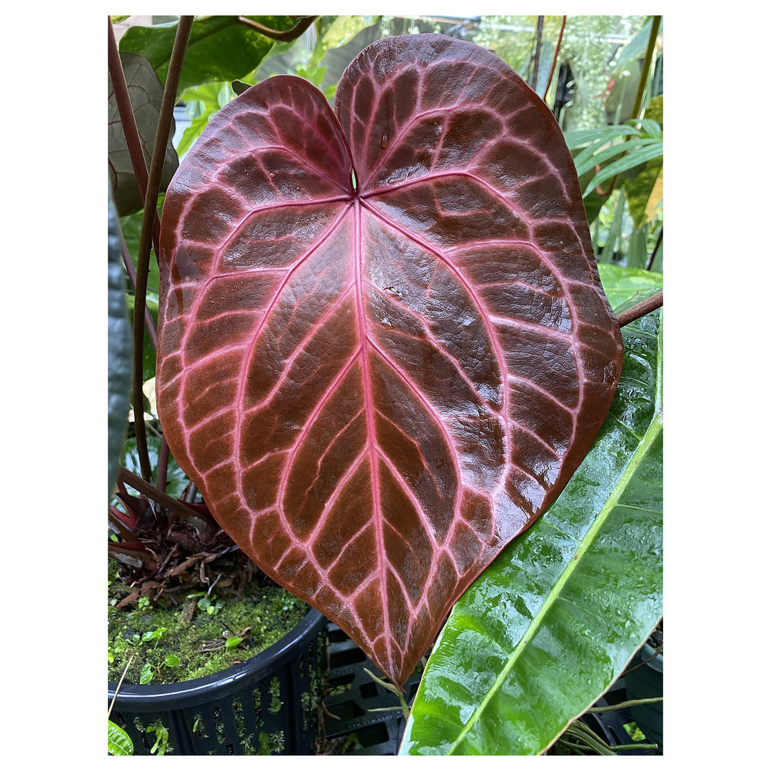 Anthurium crystallinum Flower Seeds for Planting - Heirloom and  Non-GMO garden seeds | Neera Seeds product photo [neera-v4-2ed70ef3ad638e640180]