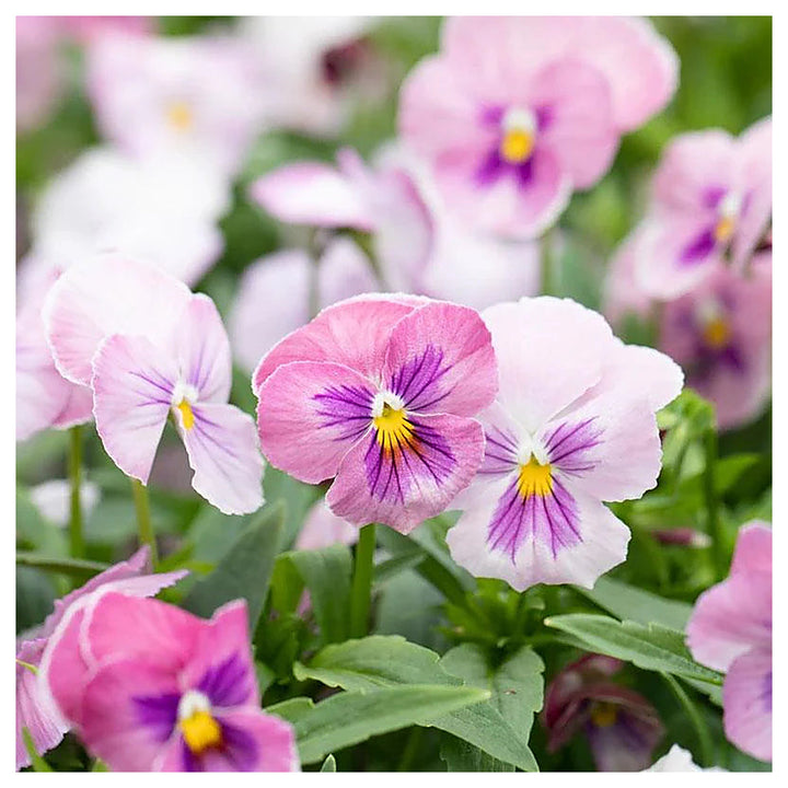 Light Pink Pansy Heirloom Non-GMO Seeds for Planting – High Germination Organic Garden Seeds | Neera Seeds product photo [neera-v4-2edce5dd2ff9c6196cd2]
