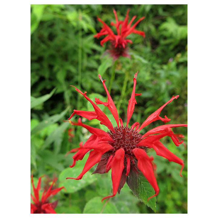 Heirloom Monarda Flower Seeds, Non-GMO Bee Balm Blooms for Pollinator-Friendly Garden Planting | Neera Seeds product photo [neera-v4-2ee39e232e3df8060bf4]