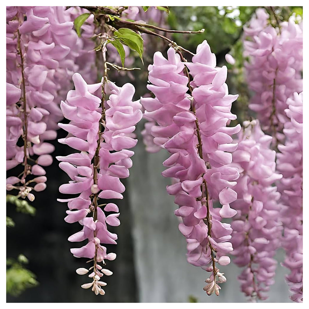 Purple Pink Wisteria Planting Pale Climbing Flowers Flower Seeds Home Garden Planting, | Neera Seeds product photo [neera-v4-2ee669d47125dad49a37]