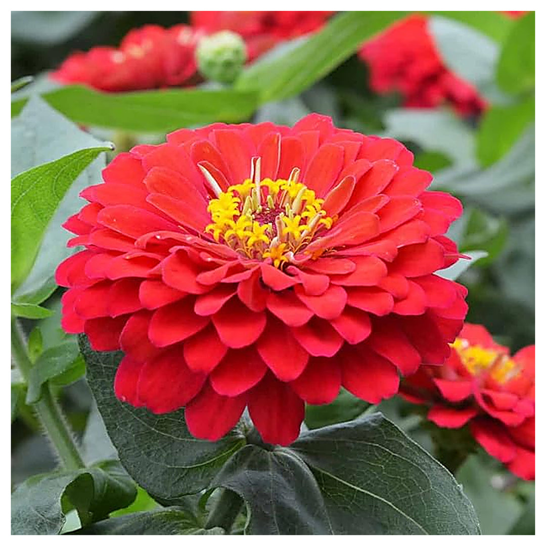 Red Zinnia Flower Seeds for Planting – Vibrant, Non-GMO Heirloom Garden Flowers | Neera Seeds product photo [neera-v4-2ee91ebbdcf1b1c2ae63]
