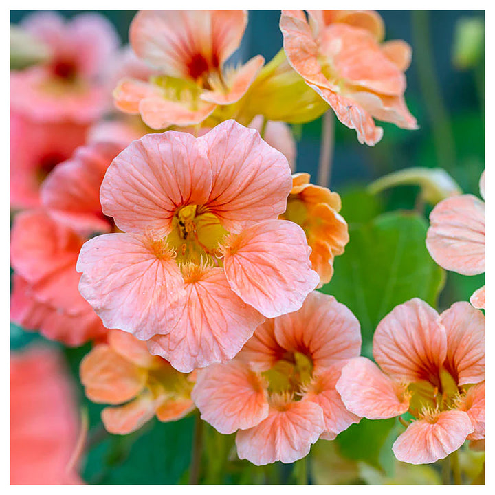 Heirloom Peach Tropaeolum Majus Flower Seeds for Planting | Non-GMO Organic Garden Seeds | Vibrant Blooms, High Ger | Neera Seeds product photo [neera-v4-2ef68df5e6d79892aca6]