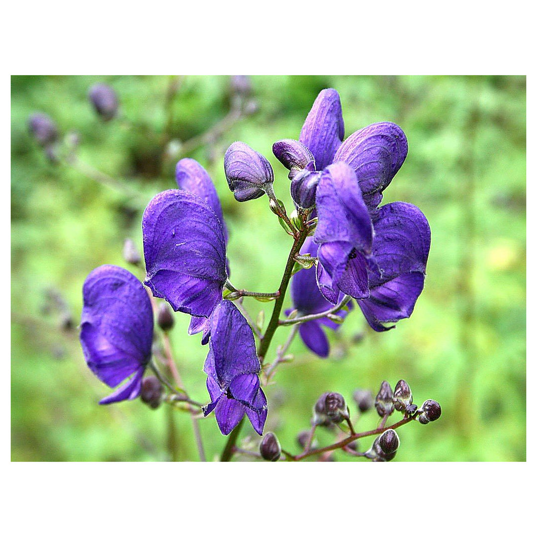 Heirloom Non-GMO Wolfsbane Flower Seeds for Planting – Striking Blooms for Shaded Gardens | Neera Seeds product photo [neera-v4-2ef856674b4189cf2483]