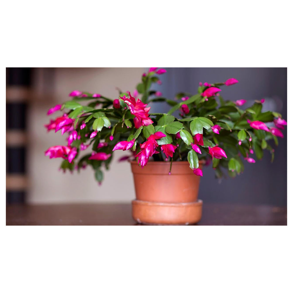 Weihnachtskaktus Flower Seeds for Planting | Heirloom, Non-GMO, High Germination Organic Garden Seeds for Indoor Bl | Neera Seeds product photo [neera-v4-2ef9be137caa9511c6f1]