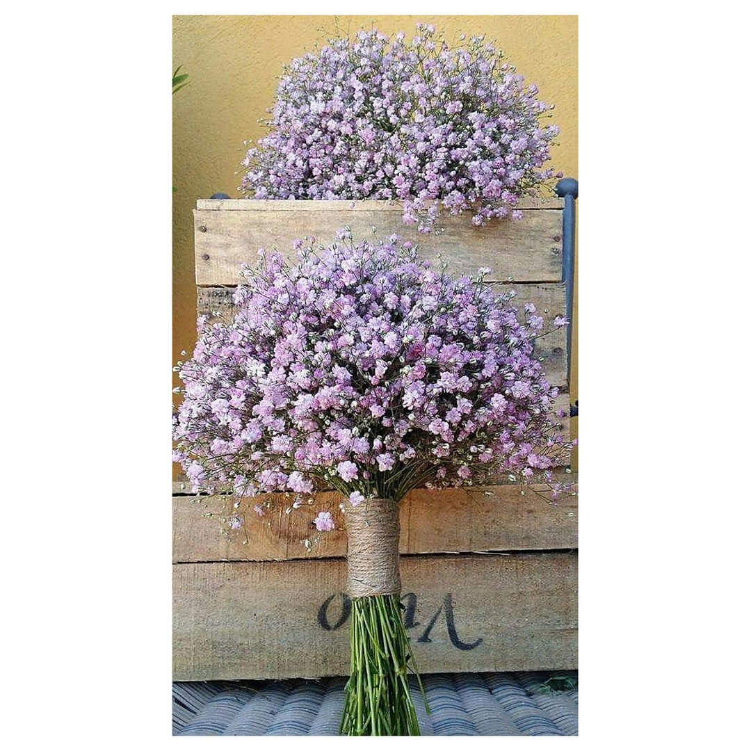Gypsophila Flores Violet White Seeds – Organic, Heirloom, Non-GMO for Planting | Neera Seeds product photo [neera-v4-2f061b74ccb93f2c17a1]