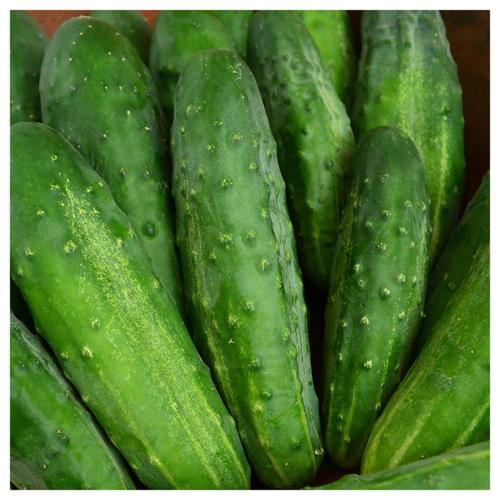 Organic Cucumber Grape Profi F1 Seeds for Planting – Heirloom, Non-GMO, High Germination Vegetable Seeds | Neera Seeds product photo [neera-v4-2f1587be794efc6f41f3]