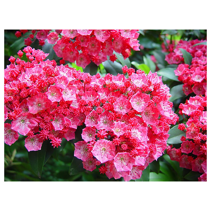 Heirloom Pink Kalmia Flower Seeds for Planting - Non-GMO Mountain Laurel High Germination Organic Garden Seeds | Neera Seeds product photo [neera-v4-2f160d75daf316e4c59e]