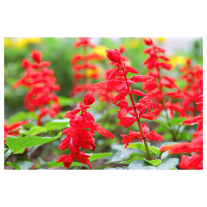 Heirloom Non-GMO Scarlet Sage Flower Seeds for Planting – Bright Pollinator-Friendly Garden Blooms | Neera Seeds product photo [neera-v4-2f18c3a329787fa9352d]