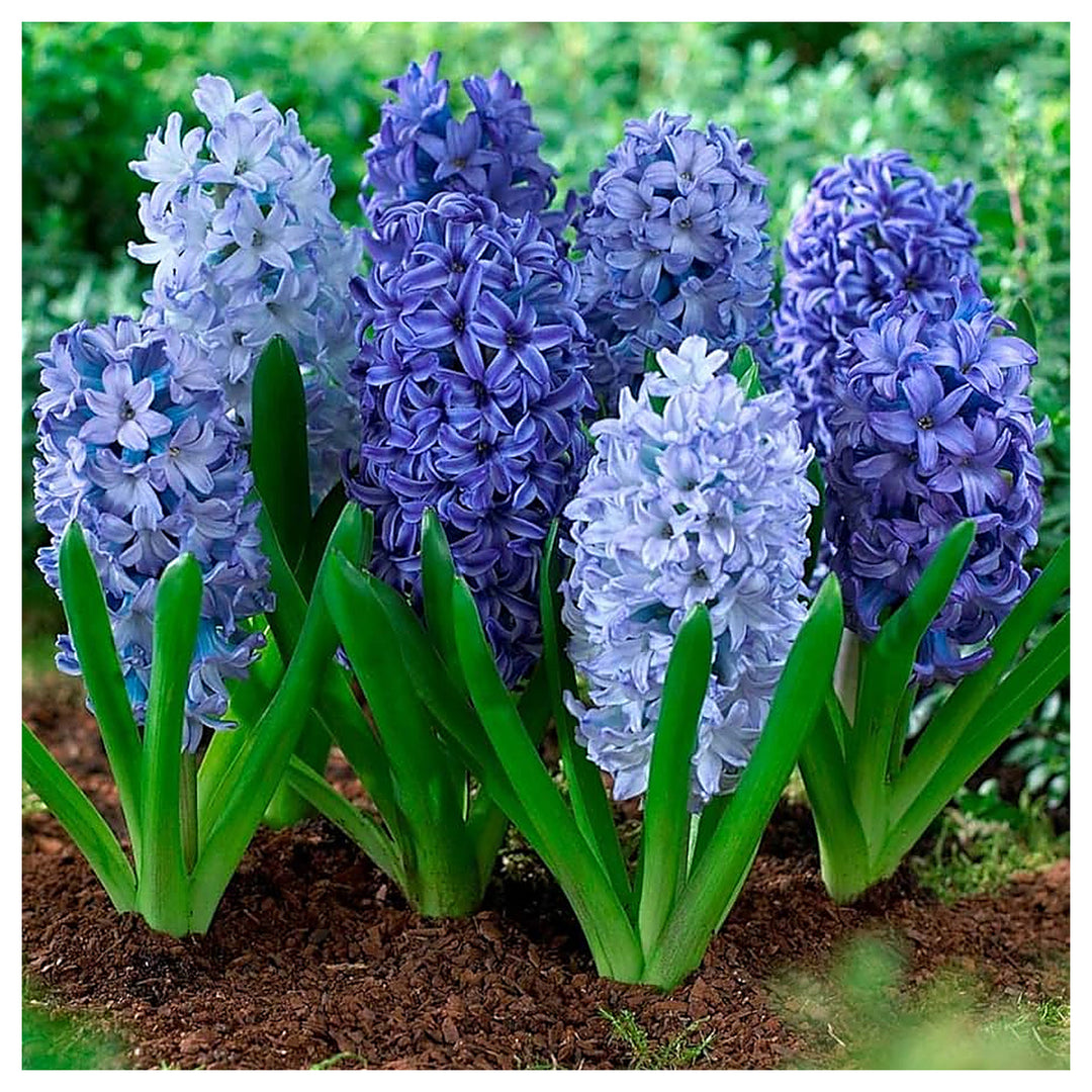 Sky Blue Hyacinthus Orientalis Flower Seeds – Heirloom Non-GMO High Germination Seeds for Planting Garden Blooms | Neera Seeds product photo [neera-v4-2f206cee9b426ab6db42]