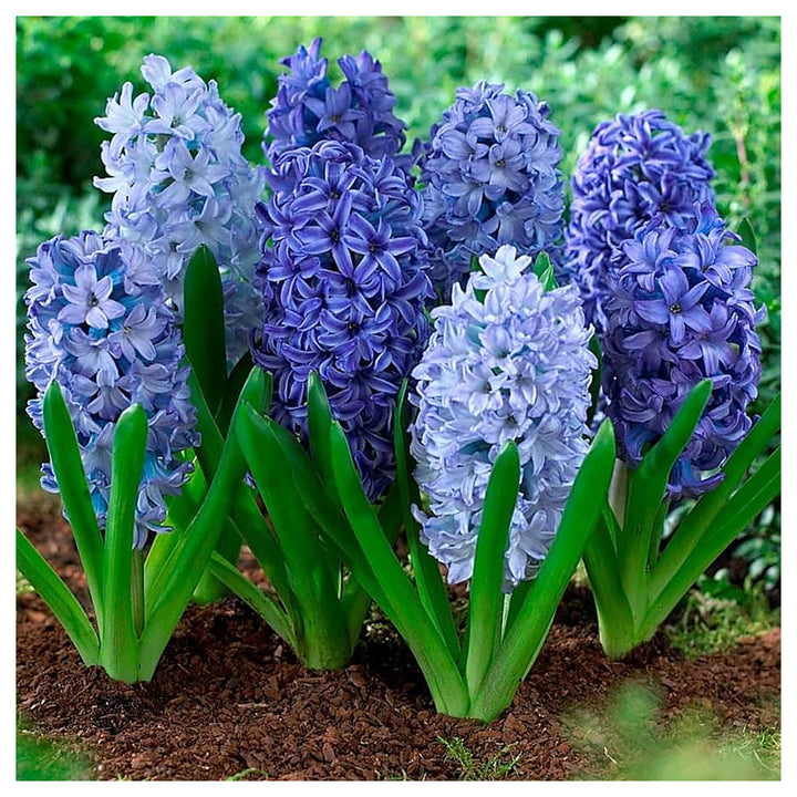 Sky Blue Hyacinthus Orientalis Flower Seeds – Heirloom Non-GMO High Germination Seeds for Planting Garden Blooms | Neera Seeds product photo [neera-v4-2f206cee9b426ab6db42]
