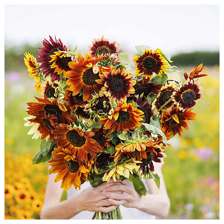 Heirloom Multi-Colored Sunflower Seeds for Planting – Non-GMO | High Germination Organic Garden Flower Seeds | Neera Seeds product photo [neera-v4-2f31c58a5f0c0c9ffe18]