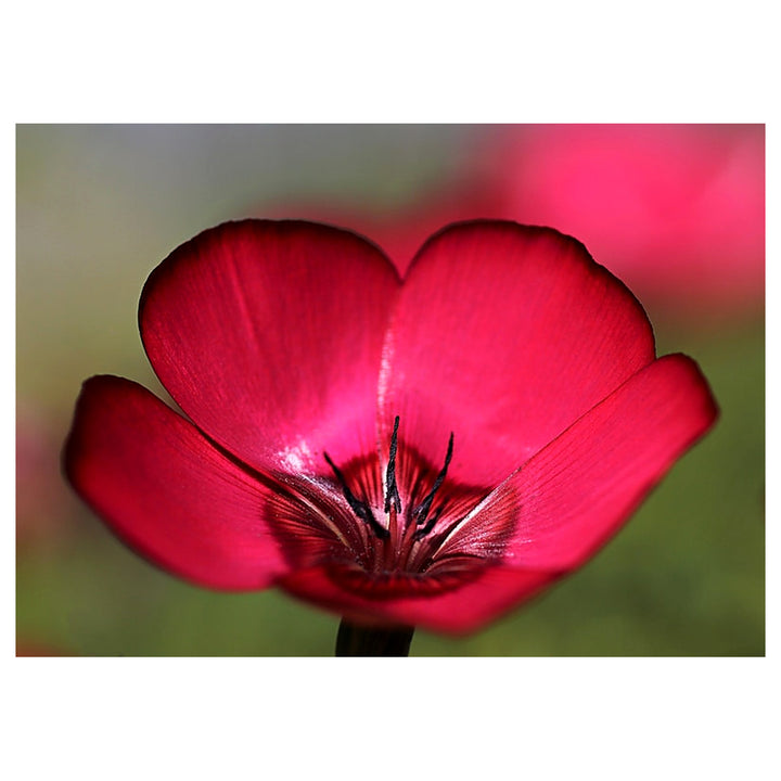 Heirloom Grandiflorum Flower Seeds, Non-GMO Vibrant Blooms for Colorful Garden Planting | Neera Seeds product photo [neera-v4-2f411f6c2f8cee69f39c]