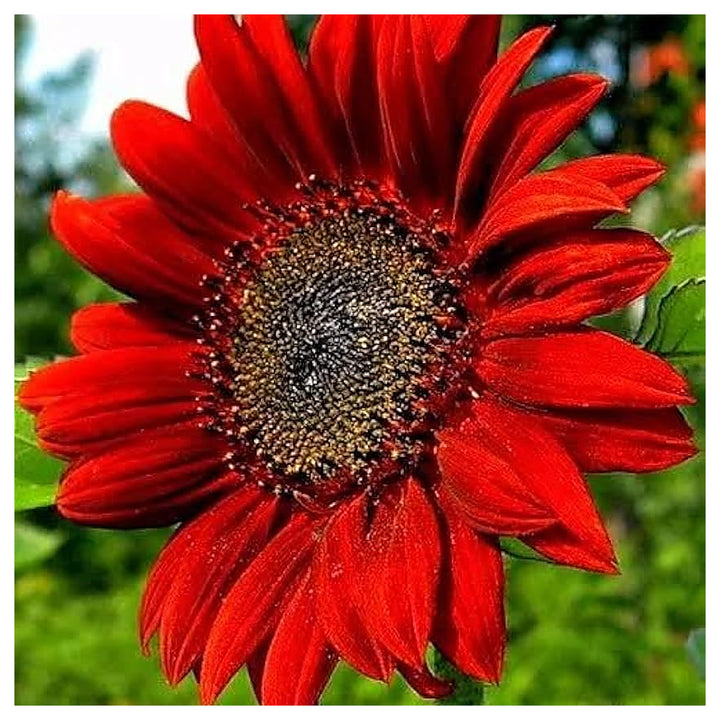 Red Sunflower Seeds for Planting – Bright Ornamental Blooms, Non-GMO Garden Flower Seeds | Neera Seeds product photo [neera-v4-2f456b54acd71c4cdd8c]