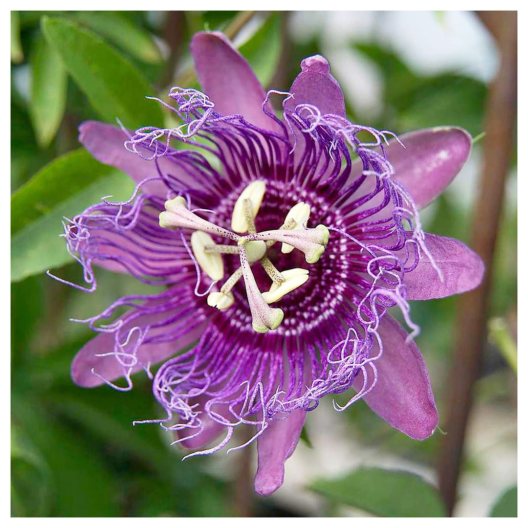Purple Passionflower Plant Seeds for Planting – Heirloom, Non-GMO, High Germination Organic Garden Seeds for Vibran | Neera Seeds product photo [neera-v4-2f5c37e2ad7189e646fd]