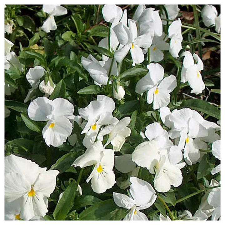 Heirloom Non-GMO Pansy Flower Seeds for Planting – Colorful Cool-Season Blooms, High Germination Organic Seeds | Neera Seeds product photo [neera-v4-2f9461f9c830e255f753]