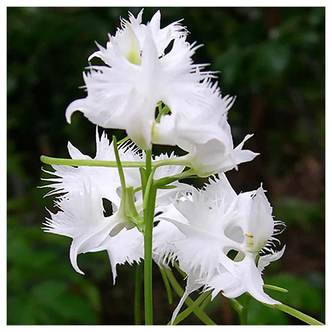 White Egret Orchid Flower Seeds for Planting – Heirloom Non-GMO Organic Garden Seeds, High Germination | Neera Seeds product photo [neera-v4-2f96213a8f1c63808d71]
