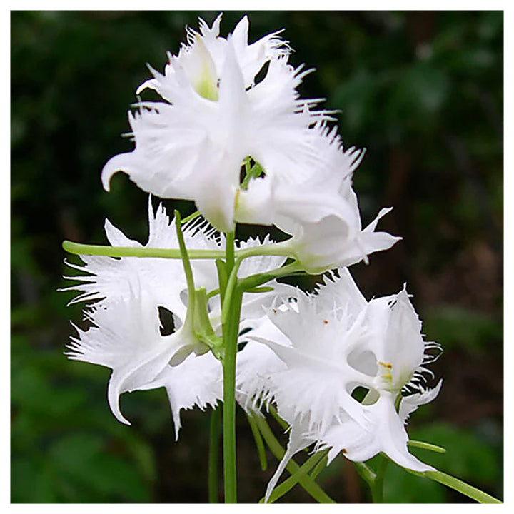 White Egret Orchid Flower Seeds for Planting – Heirloom Non-GMO Organic Garden Seeds, High Germination | Neera Seeds product photo [neera-v4-2f96213a8f1c63808d71]