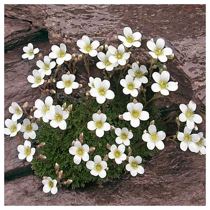 Saxifraga Cebennensis Seeds – Rare Alpine Rockery Plant Seeds for Gardening, Cold Hardy and Non-GMO | Neera Seeds product photo [neera-v4-2f9b74ccce1df12622f7]