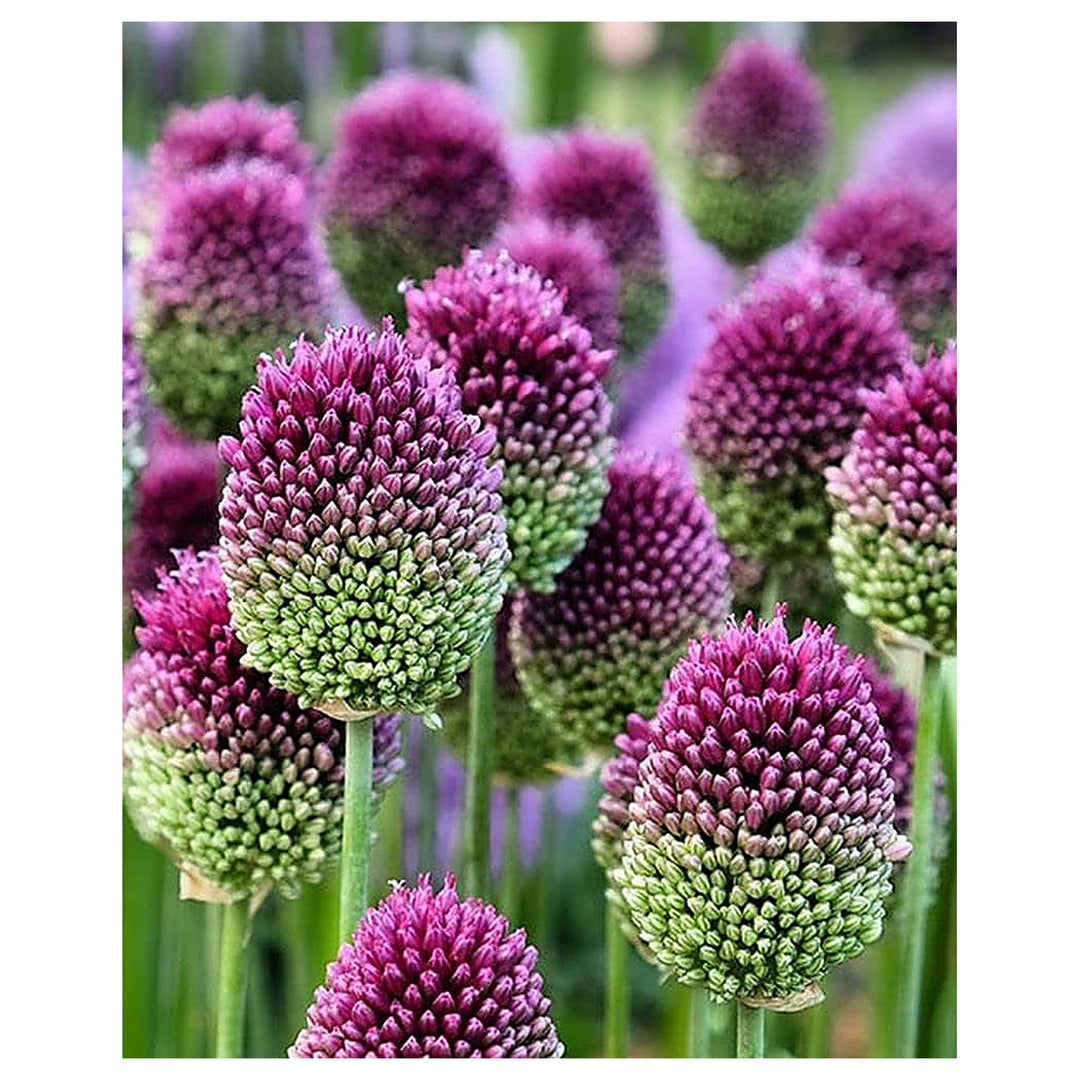 Allium Sphaerocephalon Hardy Shrubflower Bulbs Garden Flower Seeds Home Garden Planting, | Neera Seeds product photo [neera-v4-2f9eba43b36902b9996c]