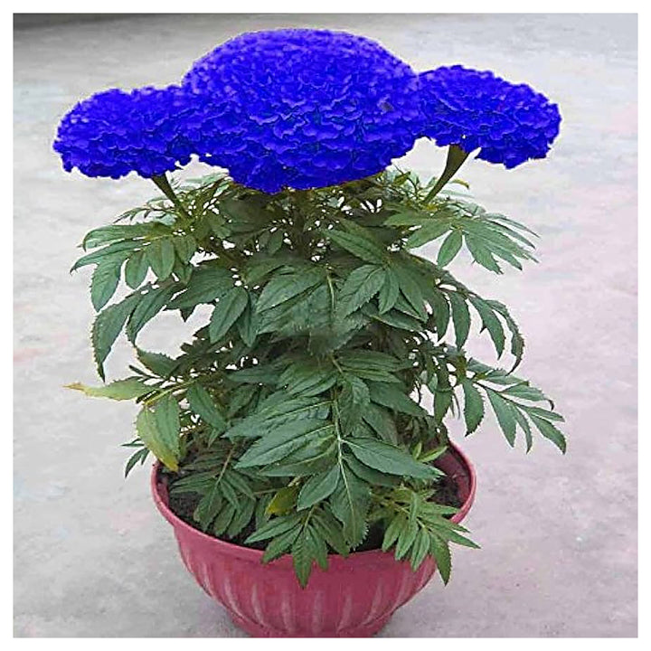 Heirloom Non-GMO Marigold Flower Seeds for Planting – Vibrant Blooms for Garden &amp; Pots | Neera Seeds product photo [neera-v4-2faf5dc35c21b5d876ef]
