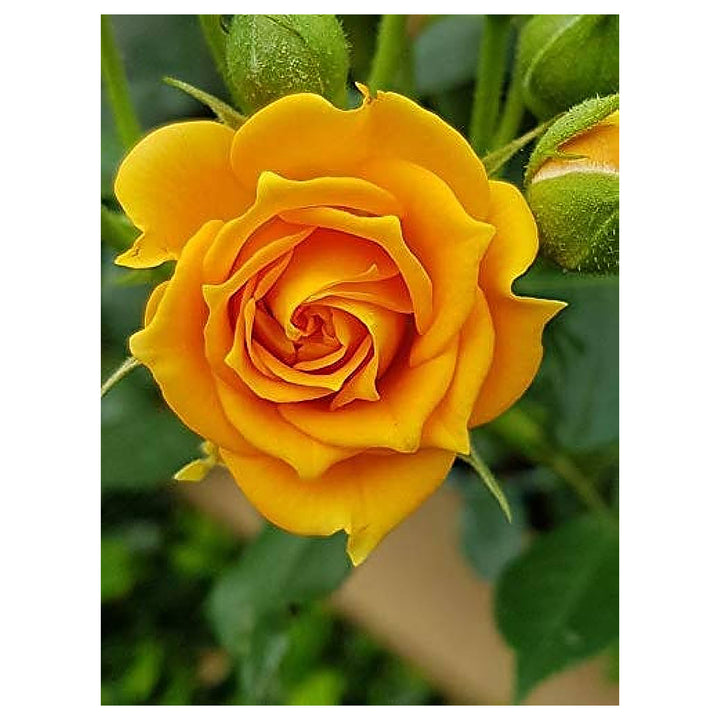 Yellow Rose Plant Seeds for Planting Non-GMO Heirloom Garden Seeds for Growing Flowers in Your Garden | Neera Seeds product photo [neera-v4-2fb18d3f3bd6b0eb81be]