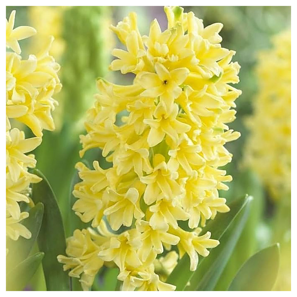 Organic Heirloom Non-GMO Yellow Hyacinth Seeds for Planting – Fragrant Spring Blooms | Neera Seeds product photo [neera-v4-2fb50f67f83daa8ac88c]