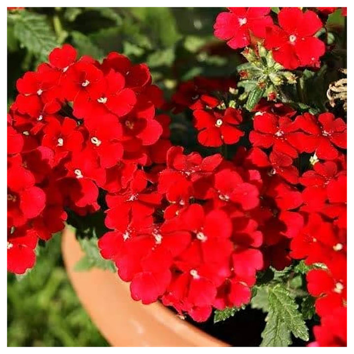 Heirloom Non-GMO Verbena Flower Seeds for Garden Planting – Colorful Blooms | Neera Seeds product photo [neera-v4-2fd57ff2ebab3a676ba9]