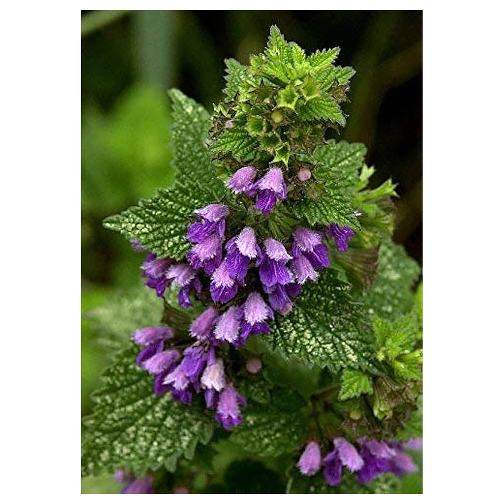 Purple Horehound Herb Seeds for Planting – Heirloom, Non-GMO, Organic Garden Seeds, High Germination | Neera Seeds product photo [neera-v4-2fd8c94c8f3c1a724db9]