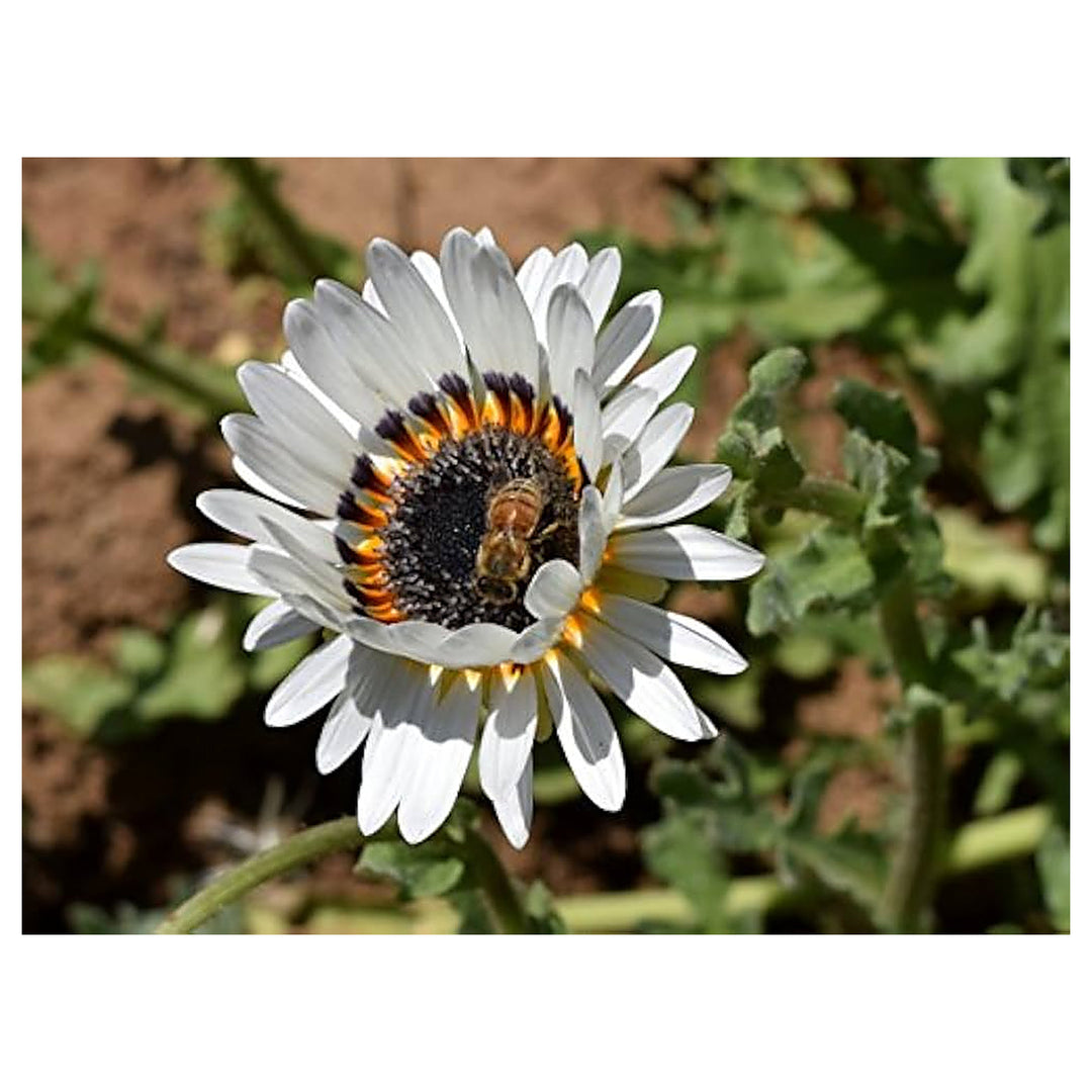 White Venidium Basket Mix Planting Home Garden Flower Bed Flower Seeds Home Garden | Neera Seeds product photo [neera-v4-2fdb23b8a48e10593039]
