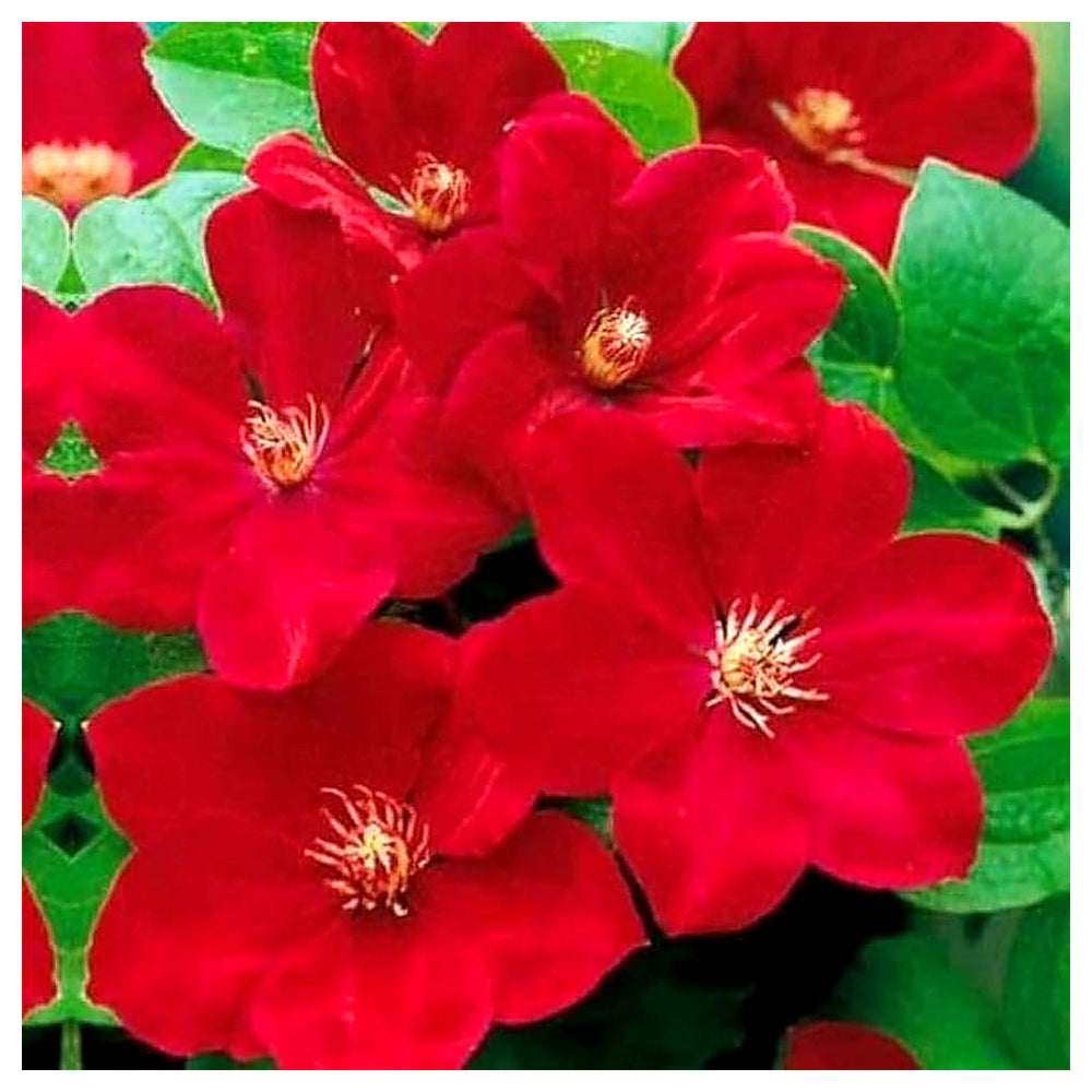 Heirloom Non-GMO Red White Clematis Flower Seeds for Planting – Vibrant Climbing Vine Garden Seeds | Neera Seeds product photo [neera-v4-2fe4f748594b9de5748f]