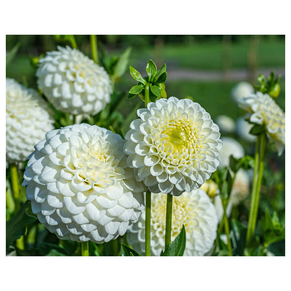 Dahlia Flower Seeds for Planting, Vibrant Blooms, 100 pcs | Neera Seeds product photo [neera-v4-2ff12b6d5a824173aada]
