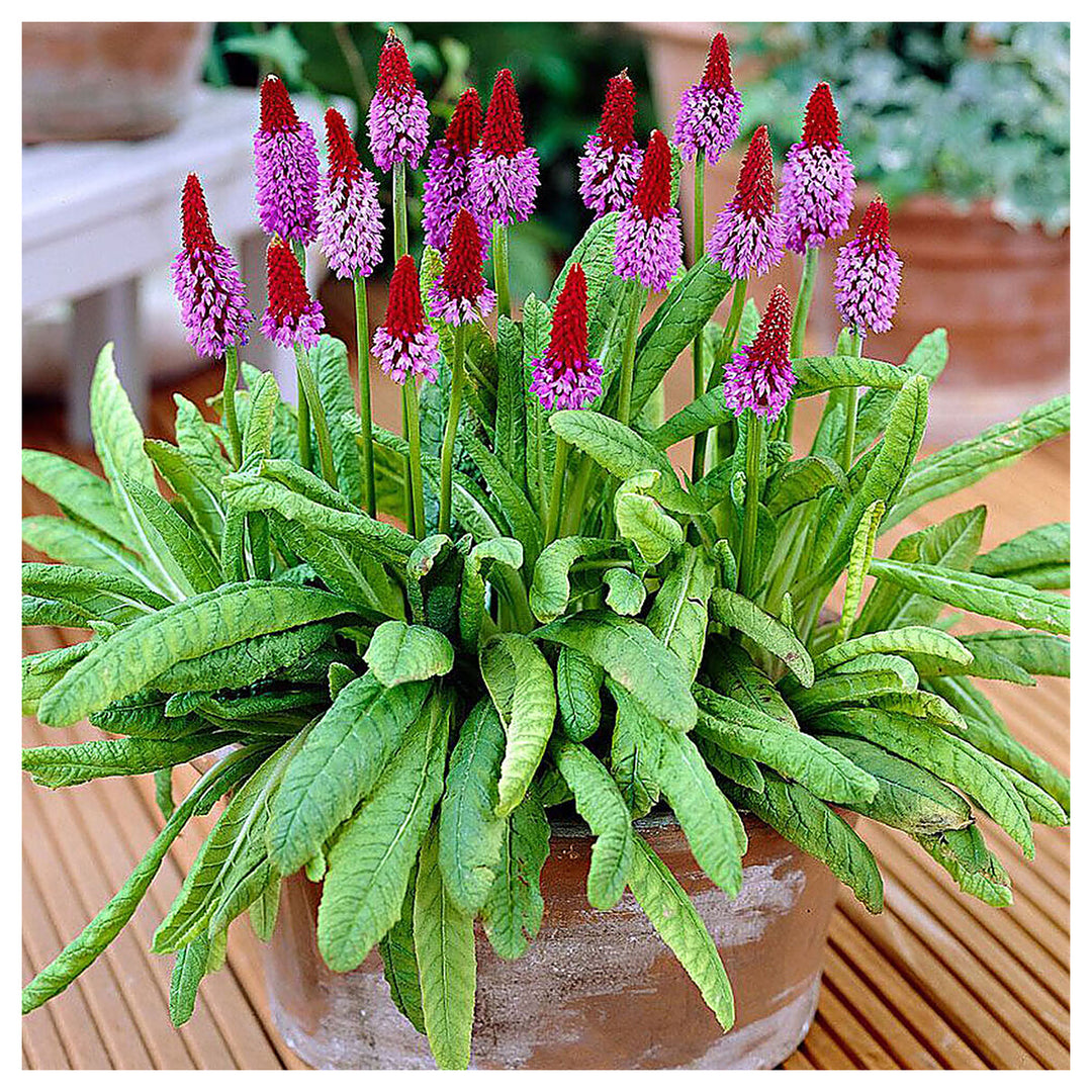 Heirloom Non-GMO Kniphofia Flower Seeds for Planting – Red Hot Poker Perennial Blooms, High Germination Seeds | Neera Seeds product photo [neera-v4-2ff4762a349179cb503c]