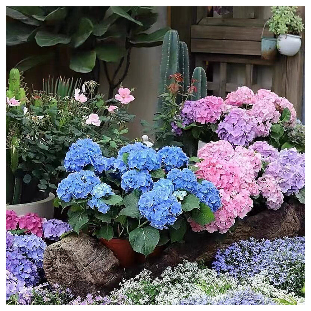 Heirloom Non-GMO Multi-Colored Hydrangea Flower Seeds for Garden Borders and Ornamental Planting | Neera Seeds product photo [neera-v4-2ffda4d468583a9bbd11]