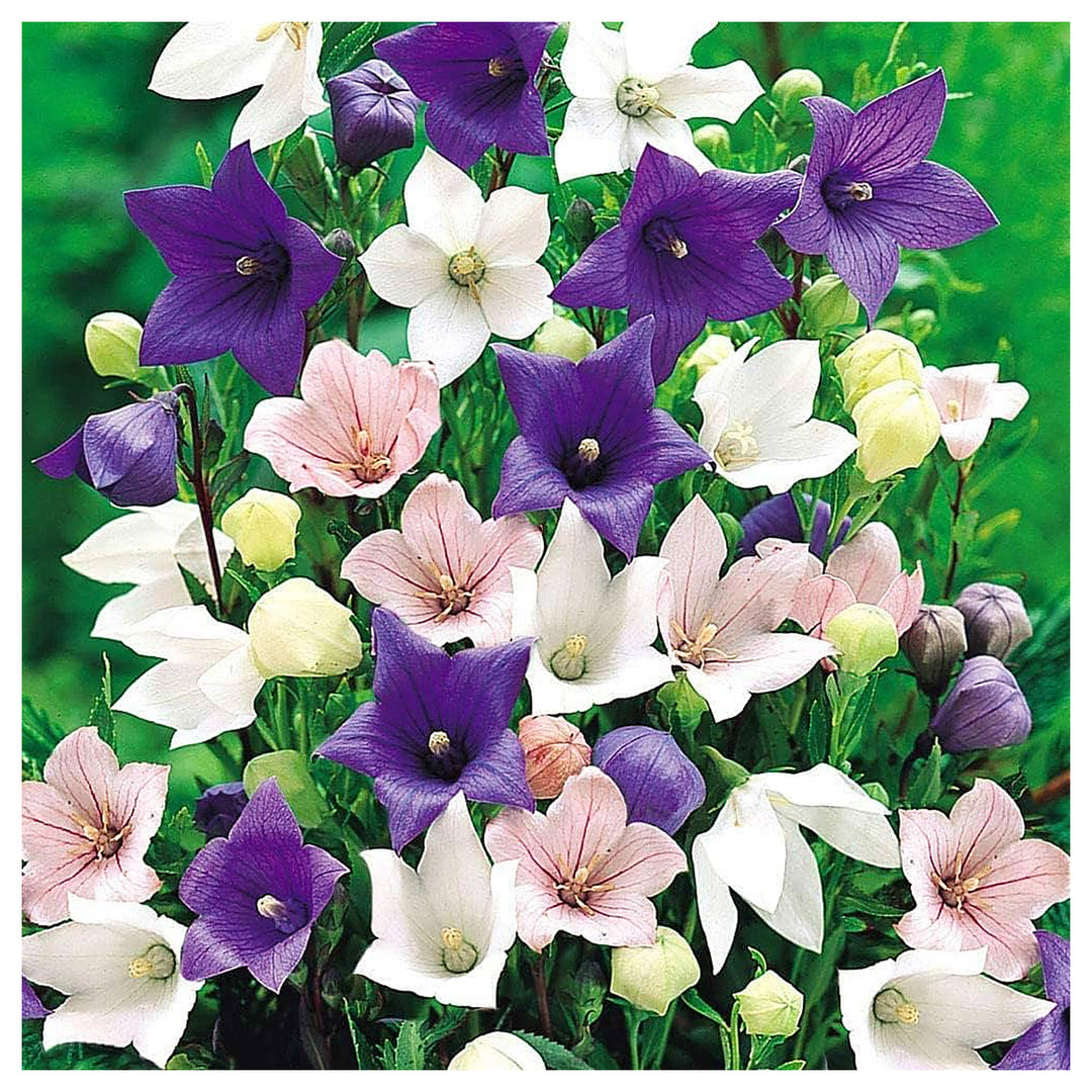 Balloon Astra Mix Callistephus Chinensis For Planting In Flower Bed Flower Seeds for Home Garden | Neera Seeds product photo [neera-v4-3001f06bf07f7905a437]