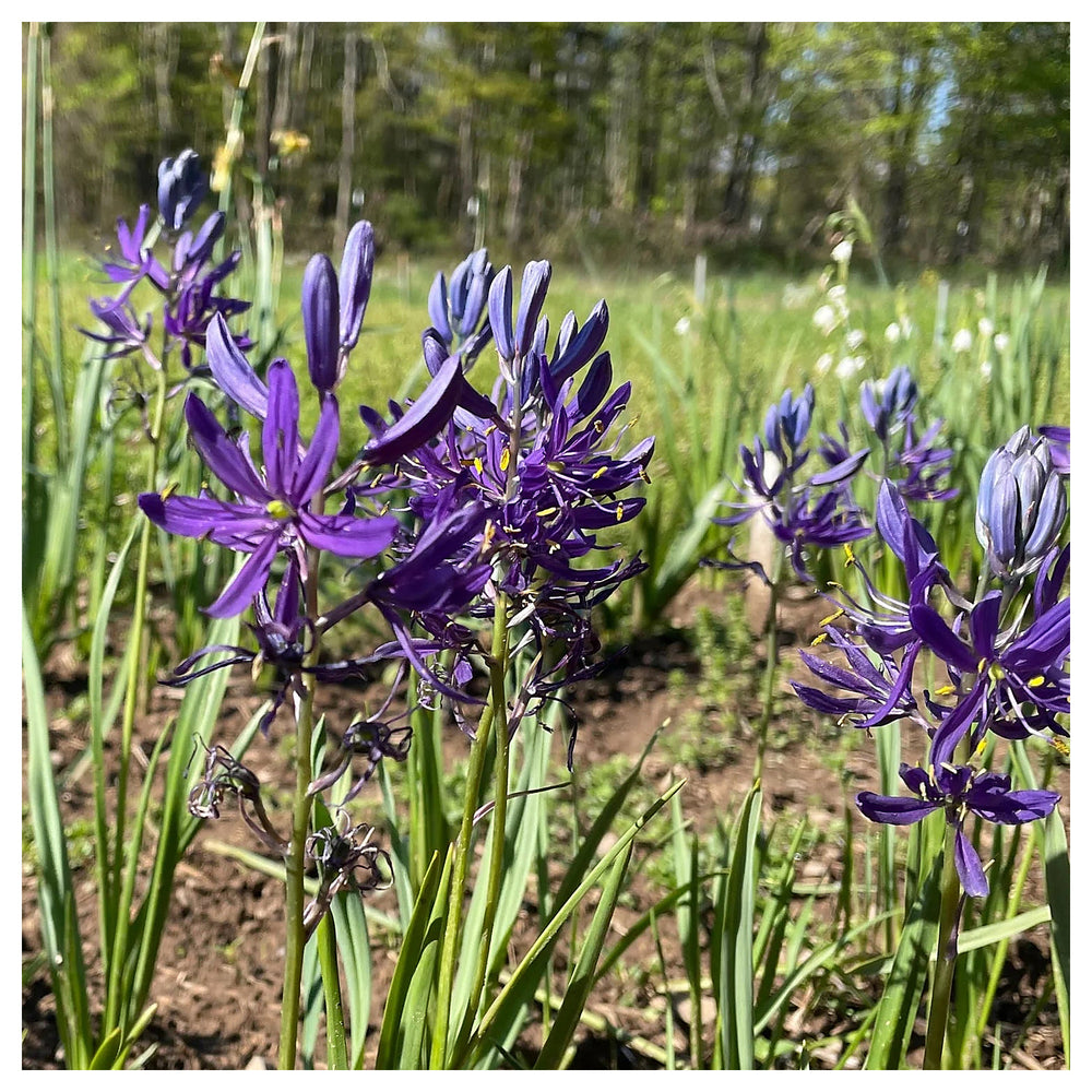 Camassia Flower Seeds for Planting – Heirloom, Non-GMO, High Germination Organic Garden Seeds | Neera Seeds product photo [neera-v4-3003914c32548a6ebde9]