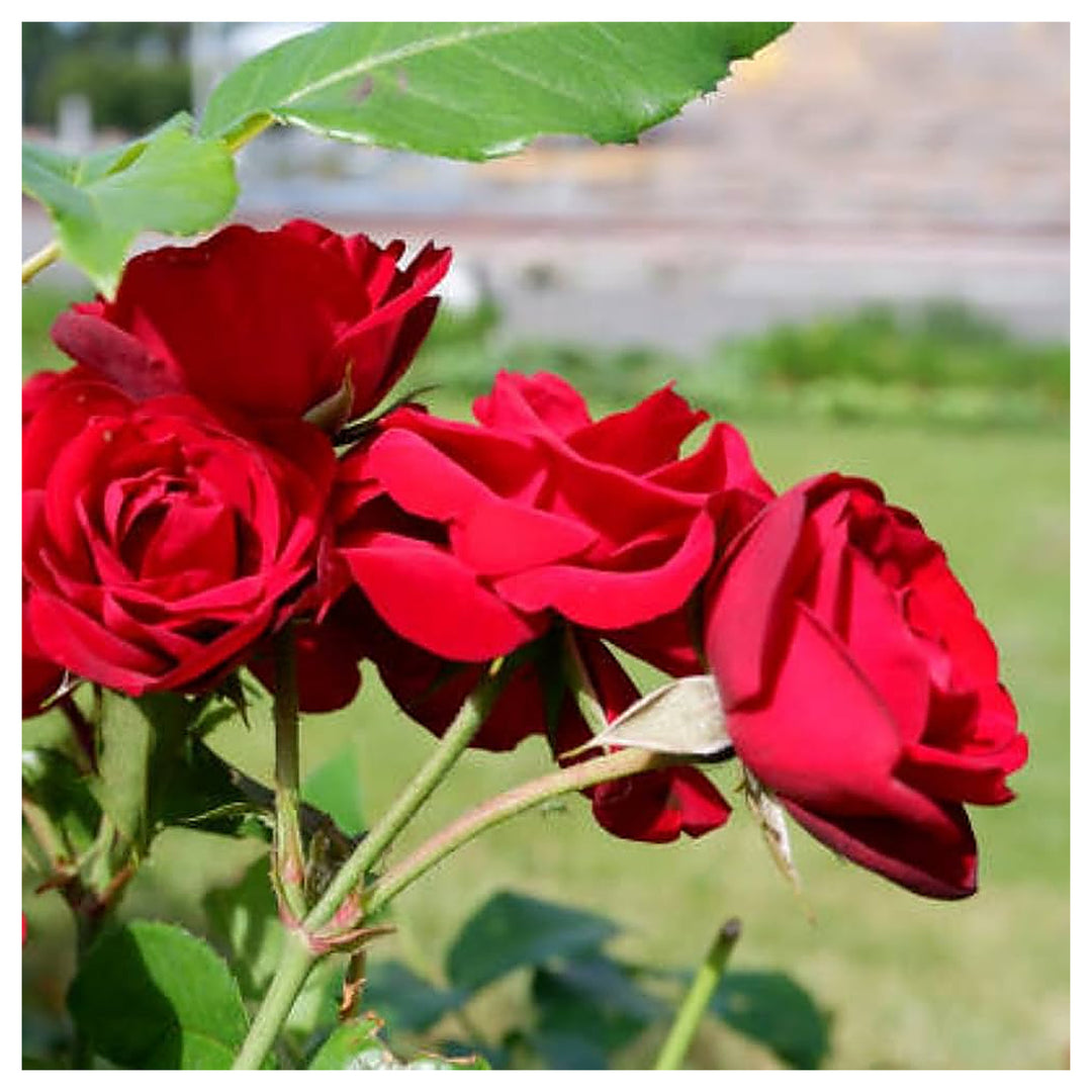 Colorful Rose Tree Planting Rosa Garden And Balcony Plants Flower Seeds Home Garden | Neera Seeds product photo [neera-v4-300bec814fc71e234cba]