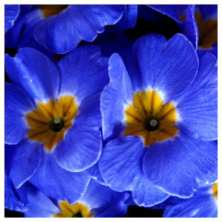 Heirloom Non-GMO Blue Evening Primrose Flower Seeds for Planting – Fragrant Garden Blooms | High Germination | Neera Seeds product photo [neera-v4-30223190469ca3cc326d]