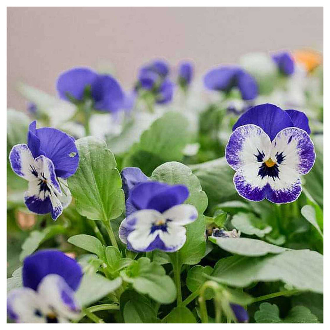 Heirloom Non-GMO Viola Purple White Flower Seeds for Planting – Decorative Blooming Flower Seeds | Neera Seeds product photo [neera-v4-302771d7509c70e76e58]