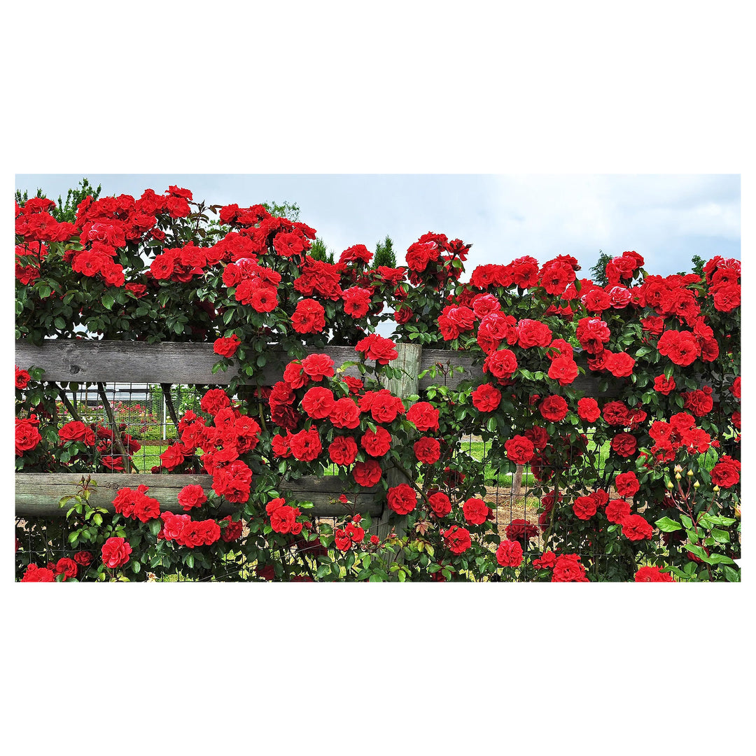 Red Pink Climbing Rose Plant Seeds for Planting Non-GMO Heirloom Garden Seeds for Home and Outdoor Growing | Neera Seeds product photo [neera-v4-3035c20da978508efe10]