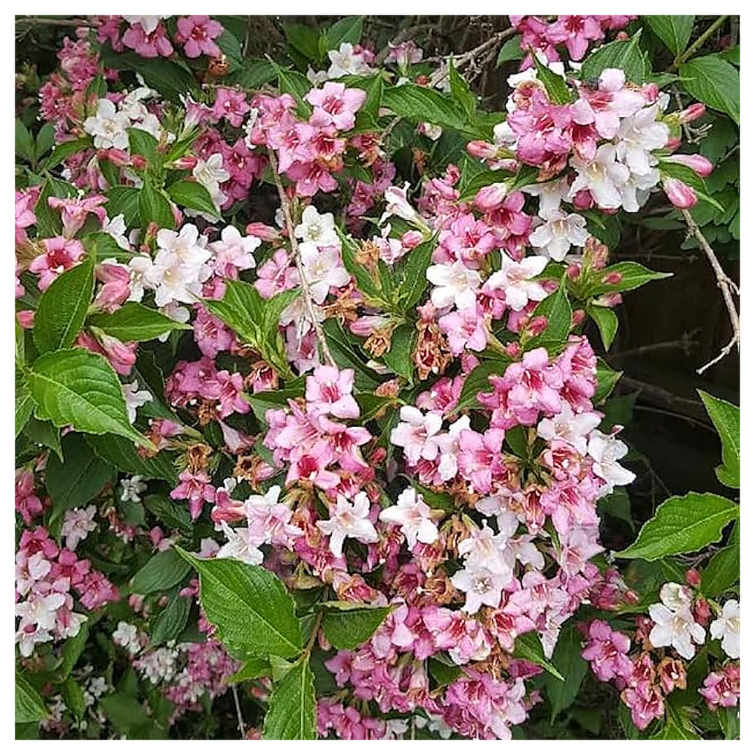 Mixed Weigela Flower Seeds – Heirloom, Non-GMO, High Germination Organic Garden Seeds for Planting Colorful Perenni | Neera Seeds product photo [neera-v4-3041afaf320943f61eef]