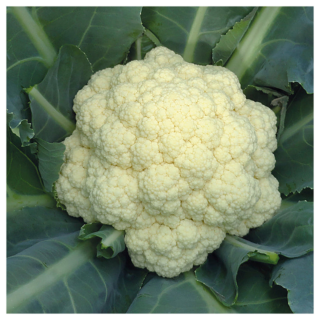 Tropical Cauliflower Vegetable Seeds for Planting – Heat-Tolerant, High Yield Indian Variety for Home Garden & Orga | Neera Seeds product photo [neera-v4-304ae9345d7a135f02d9]