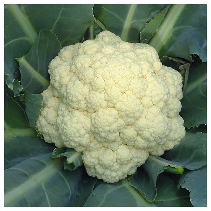 Tropical Cauliflower Vegetable Seeds for Planting – Heat-Tolerant, High Yield Indian Variety for Home Garden &amp; Orga | Neera Seeds product photo [neera-v4-304ae9345d7a135f02d9]